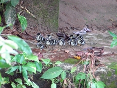 Dendrocygna autumnalis