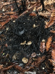 Lyophyllum anthracophilum