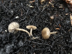 Lyophyllum anthracophilum