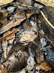 Platyplectrum fletcheri