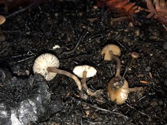 Lyophyllum anthracophilum