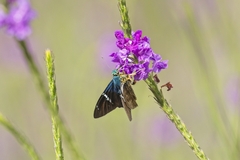 Astraptes fulgerator