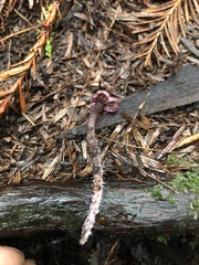 Pseudobaeospora deckeri