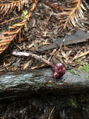 Pseudobaeospora deckeri