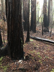 Pseudobaeospora deckeri