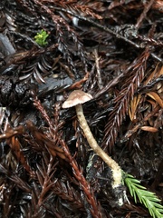 Pseudobaeospora stevensii