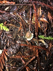 Pseudobaeospora stevensii