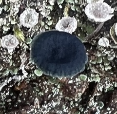 Arrhenia chlorocyanea