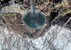 Arrhenia chlorocyanea