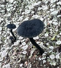 Arrhenia chlorocyanea