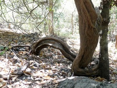 Spatholobus parviflorus