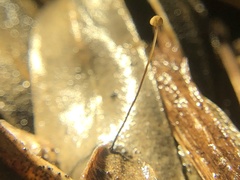 Cryptomarasmius corbariensis