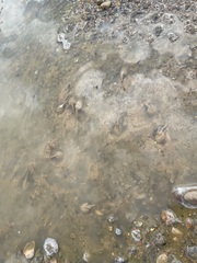 Triops longicaudatus