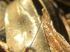 Cryptomarasmius corbariensis