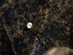 Cryptomarasmius corbariensis