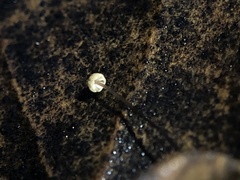 Cryptomarasmius corbariensis