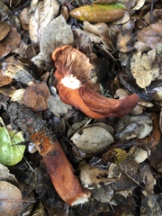 Lactarius rufulus