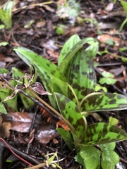 Scoliopus bigelovii