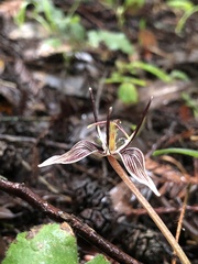 Scoliopus bigelovii