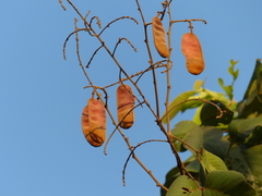 Spatholobus parviflorus