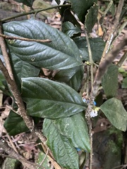 Lasianthus formosensis