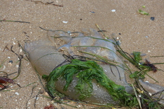 Catostylus mosaicus