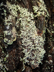 Parmeliopsis hyperopta