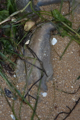 Catostylus mosaicus