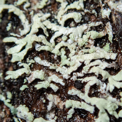 Parmeliopsis hyperopta