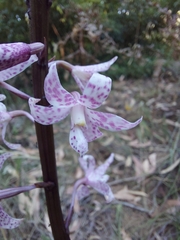 Dipodium pardalinum