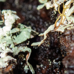 Parmeliopsis hyperopta