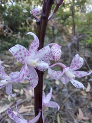 Dipodium pardalinum