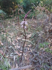 Dipodium pardalinum