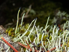 Pilophorus acicularis