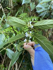 Lasianthus formosensis