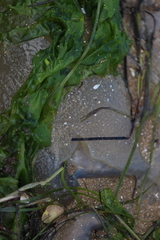 Catostylus mosaicus