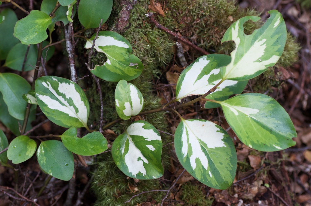Griselinia littoralis, Boyle Village, Canterbury, New Zealand