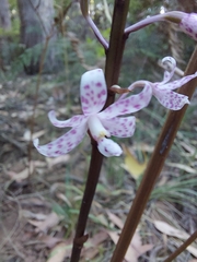 Dipodium pardalinum