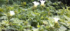 Ipomoea corymbosa
