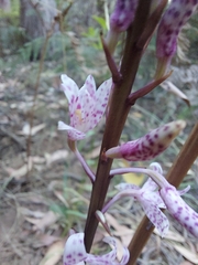 Dipodium pardalinum