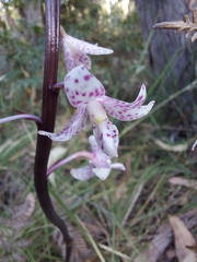 Dipodium pardalinum