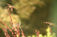 Diplacodes haematodes
