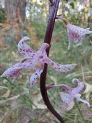 Dipodium pardalinum