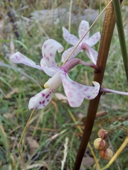 Dipodium pardalinum