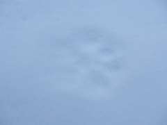 Felidae