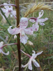 Dipodium pardalinum