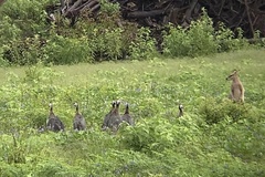 Numida meleagris domesticus
