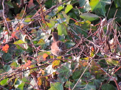 Melospiza melodia morphna