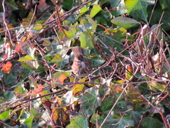 Melospiza melodia morphna