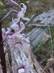 Dipodium pardalinum